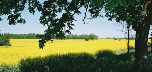 Canola